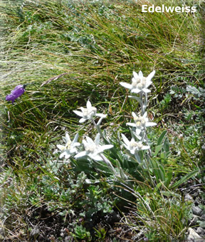 Edelweiss