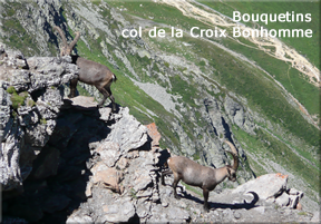 Bouquetins de la Croix Bonhomme